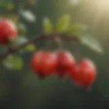 Close-up of rose hips on a branch