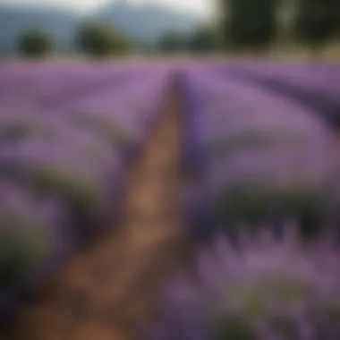 Fresh lavender fields