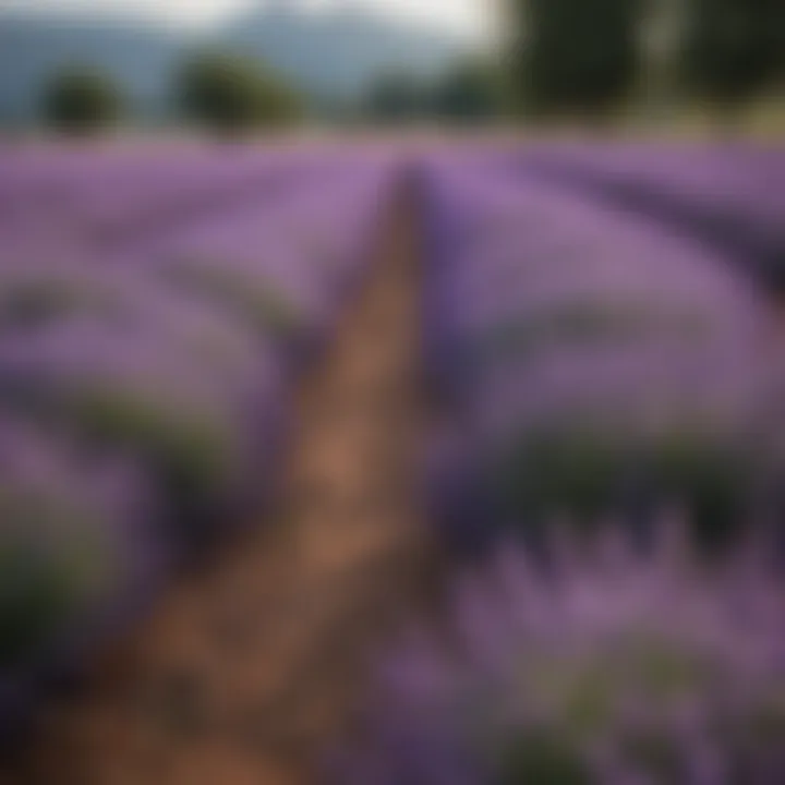 Fresh lavender fields