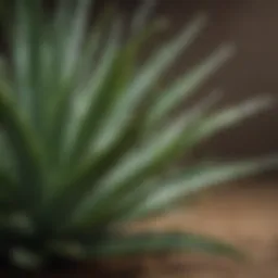 Organic Aloe Vera Leaf Extract